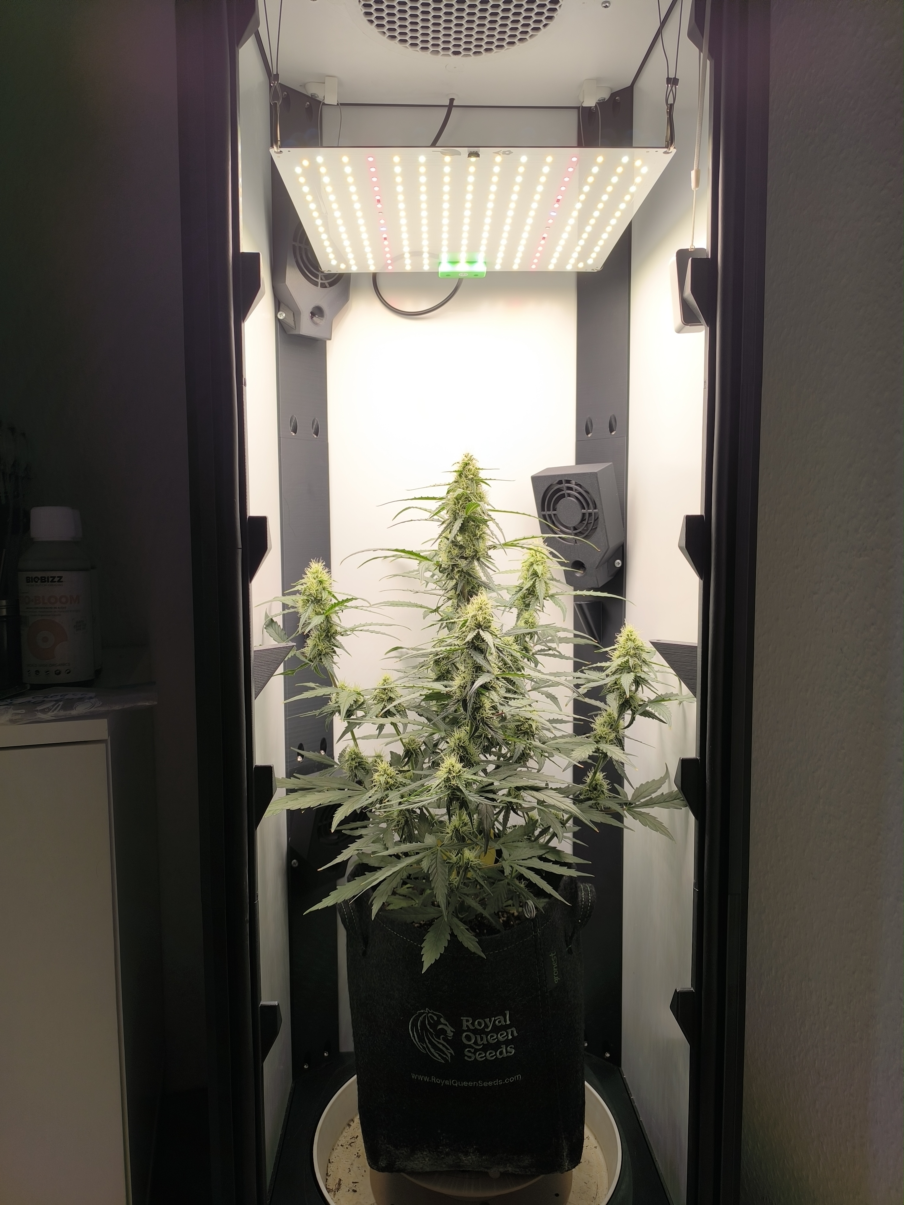 Growix Club — Setup in Betrieb